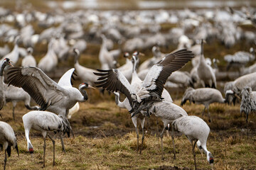 Swan, swans (Cygnus) flapping its wings, cranes (Grus grus) in the background