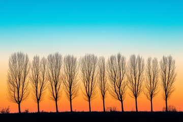 Fototapeta premium Row of bare trees silhouetted against the sunset celebrating the arrival of autumn.