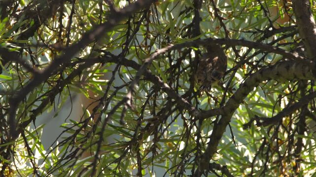 Nestling linnet sitting on a branch. A bird feeds on a tree branch, looking for insects. Concept summer and birds
