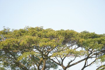 Lush rain tree top canopy (samanea saman) with many branches. Clear blue sky backgrounds. Concept for world tree day - National Tree day.