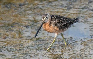 Long-billed Dowitcher