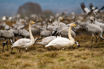 Swan, swans (Cygnus) flapping its wings, cranes (Grus grus) in the background
