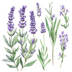 Fototapeta premium Watercolor illustration of lavender flowers and leaves.