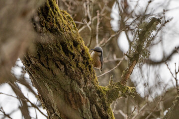 Nuthatch is sitting on a branch with moss