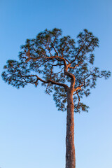 Fototapeta premium tree in the sky