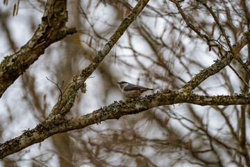 Nuthatch is sitting on a branch with moss