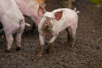 Piglets waiting for food at a pen.