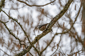Nuthatch is sitting on a branch with moss