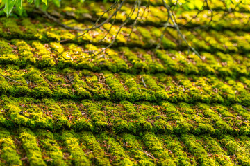 Really mossy roof tiles of a barn.