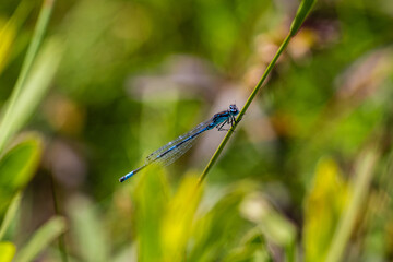 Irish Damselfly Coenagrion lunulatum perching on a grass straw.