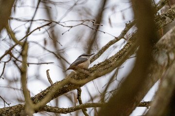 Nuthatch is sitting on a branch with moss