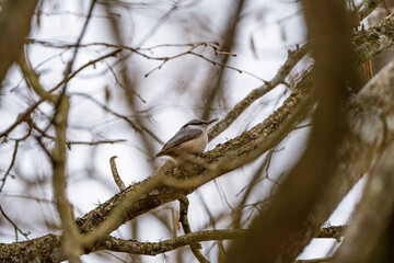 Nuthatch is sitting on a branch with moss