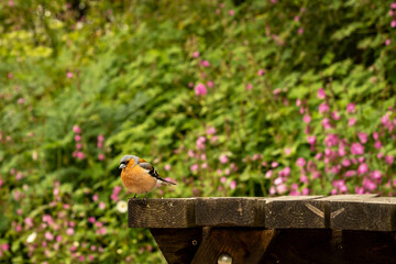 Lovely bird in Cairngorms National Park. Highlands of Scotland. Scotland, United Kingdom. 