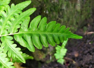 The leaves of a special fern