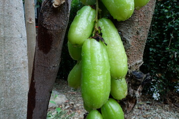 Averrhoa bilimbi is a fruit-bearing tree of the genus Averrhoa, family Oxalidaceae. Close up bunch...