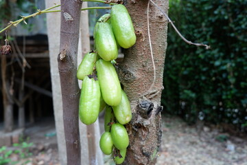 Averrhoa bilimbi is a fruit-bearing tree of the genus Averrhoa, family Oxalidaceae. Close up bunch of bilimbing, Averrhoa bilimbi fruit on tree in farm.