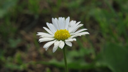 white daisy flower. daisy in the grass