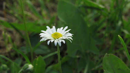 white daisy flower. daisy in the grass