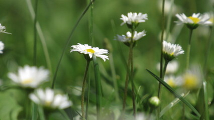 white daisy flower. daisy in the grass