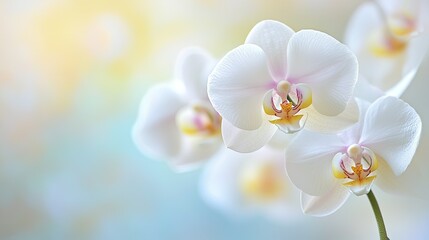Obraz premium A close-up of a white orchid with a yellow and pink center, providing a delicate and elegant background with ample copy space.