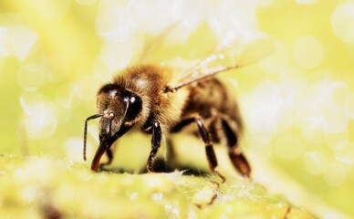 Honey bee 
on the coast of the lake