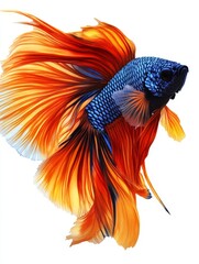 Fototapeta premium Vibrant Betta Fish with Flowing Fins