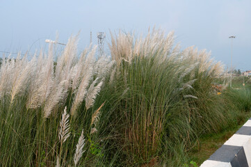 Kaashful, kans grass or Saccharum spontaneum, blooming beside high road of West Bengal, India....