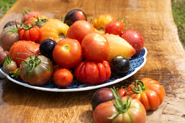 Fresh colorful heirloom tomatoes on a plate washed with cold water outside on wooden rustic table.