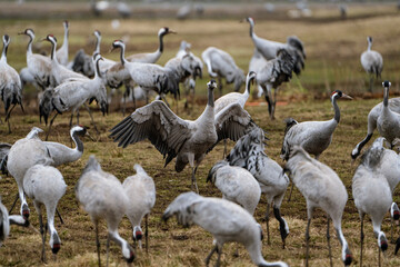 Cranes (grus grus) during a courtship dance and in the background a group of cranes eating and fighting and standing around the lake
