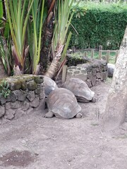 Two tortoises engaged in a slow-paced competition, where each of their moves was a step in their...