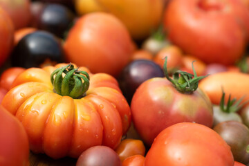 Self-grown garden tomatoes in many different varieties and colors, closeup with selective focus.