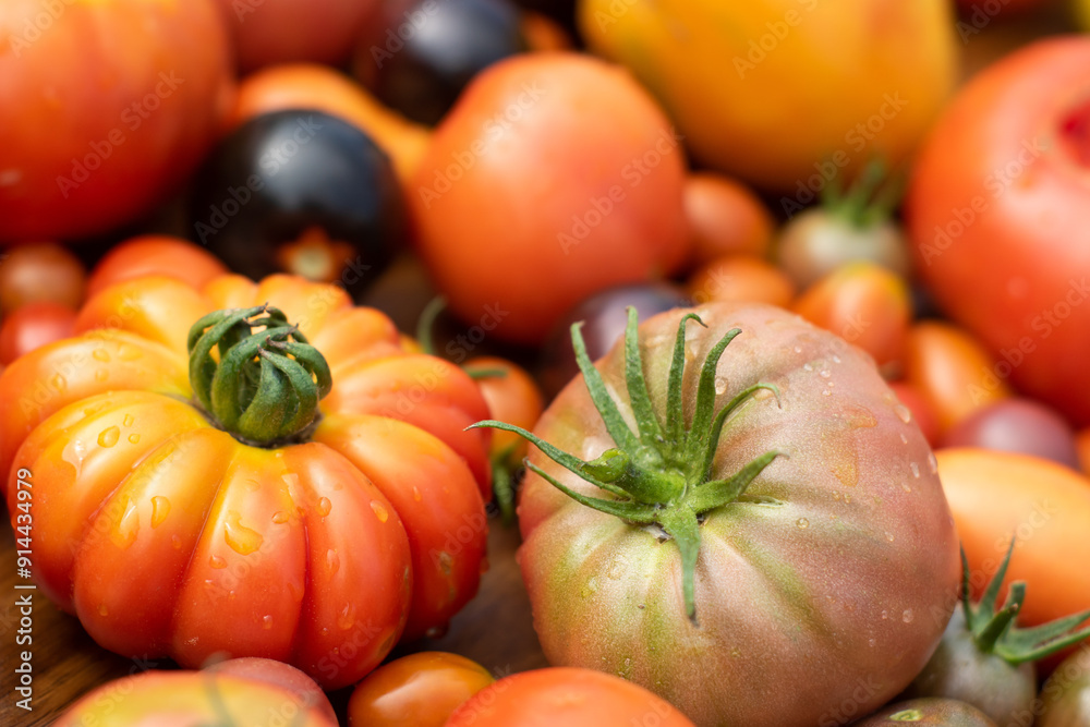 Wall mural self-grown garden tomatoes in many different varieties and colors, closeup with selective focus.