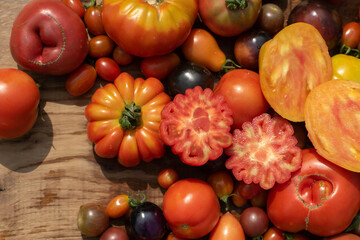 top view tomatoes in many shapes, sizes and colors  on wooden background. Home greenhouse grown vegetables full of different flavours.