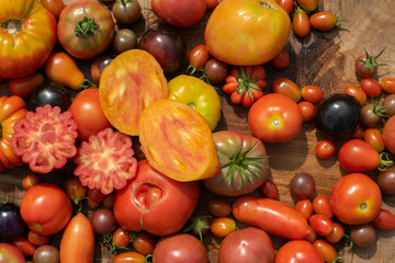 top view tomatoes in many shapes, sizes and colors  on wooden background. Home greenhouse grown vegetables full of different flavours.