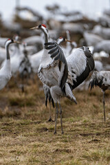 Fototapeta premium Cranes (grus grus) during a courtship dance and in the background a group of cranes eating and fighting and standing around the lake 
