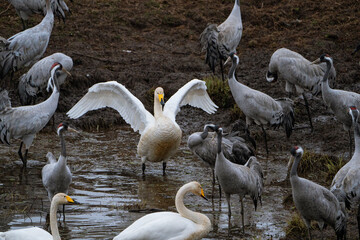 Obraz premium Swan, swans (Cygnus) flapping its wings, cranes (Grus grus) in the background