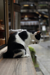 Obraz premium Temple Cats