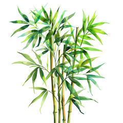 Fototapeta premium watercolor painting of plant bamboo isolated on transparent background