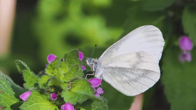 Green veined white (Pieris napi) butterfly hangs on a flower eating nectar