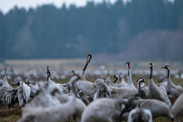 Fototapeta premium Group of cranes eating and fighting and standing around the lake