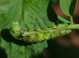 Tobacco hornworm 