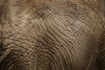 Fototapeta premium The skin of an elephant