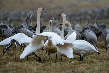 Swan, swans (Cygnus) flapping its wings, cranes (Grus grus) in the background