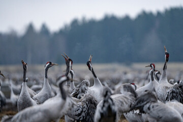 Group of cranes eating and fighting and standing around the lake