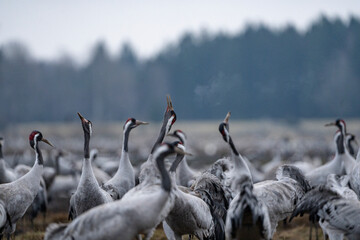 Group of cranes eating and fighting and standing around the lake