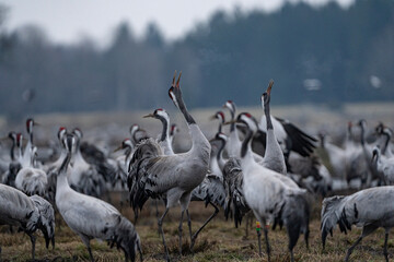 Group of cranes eating and fighting and standing around the lake