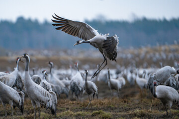 flying crane close up on landing approach