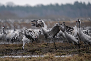 Cranes (grus grus) during a courtship dance and in the background a group of cranes eating and fighting and standing around the lake