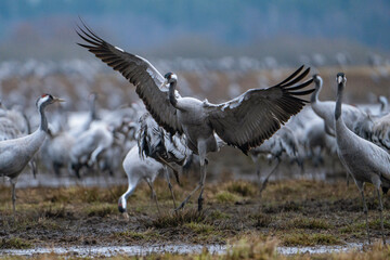 Cranes (grus grus) during a courtship dance and in the background a group of cranes eating and fighting and standing around the lake