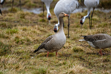 graugans (Anser anser)